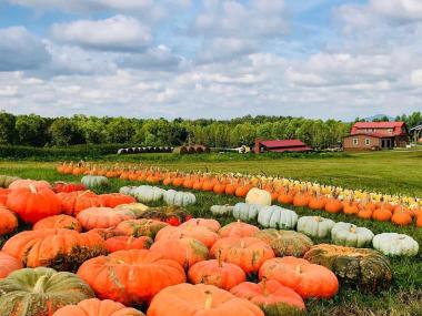 A Georgia pumpkin patch at Jaemor Farms in Alto, Georgia. Photo by Parker Whidby