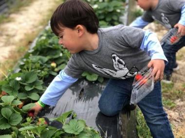 Strawberry picking at Calhoun Produce in Ashburn, Georgia