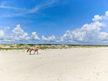 Wild horse on the beach on Cumberland Island, Georgia