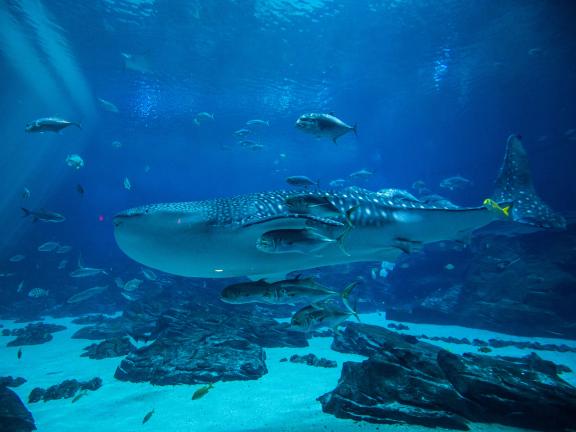 A whale shark at the Georgia Aquarium