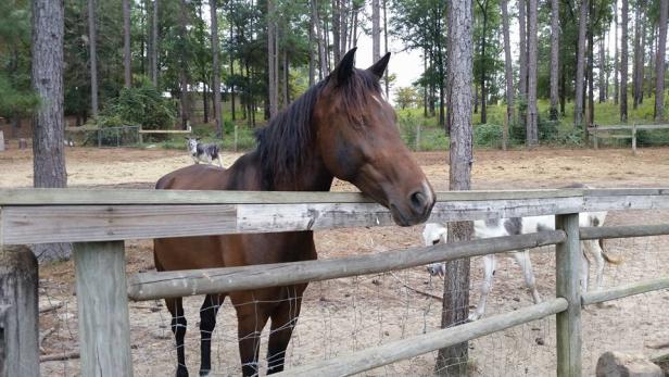 Horse at General Coffee State Park