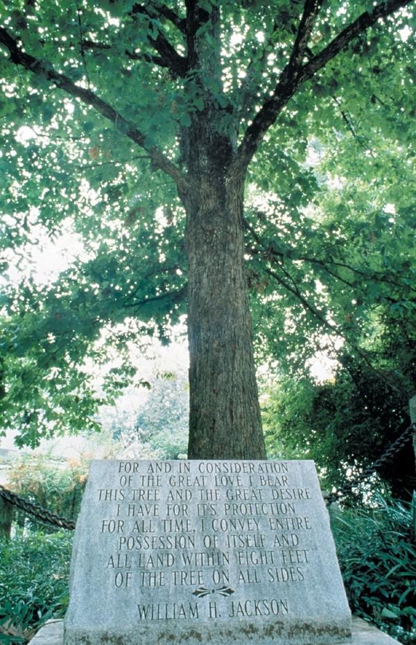 The Tree that Owns Itself in Athens, Georgia