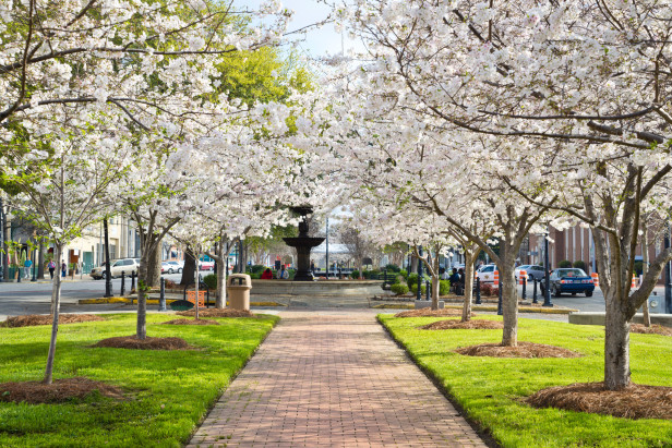A cobblestone pathway extends out to a little courtyard where a statue in a fountain rests in Macon, Georgia. Cherry trees bloom in the manicured, green grass beside the path. THe sky above is a bright blue.