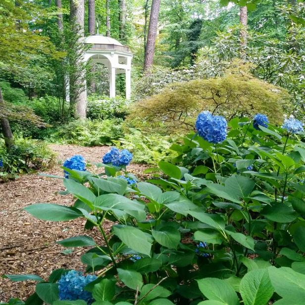 Blooming hydrangeas in summer at the Atlanta History Center in Atlanta, Georgia