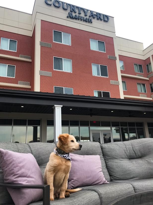 Barley on an outdoor couch at the Courtyard by Marriott Rome Riverwalk