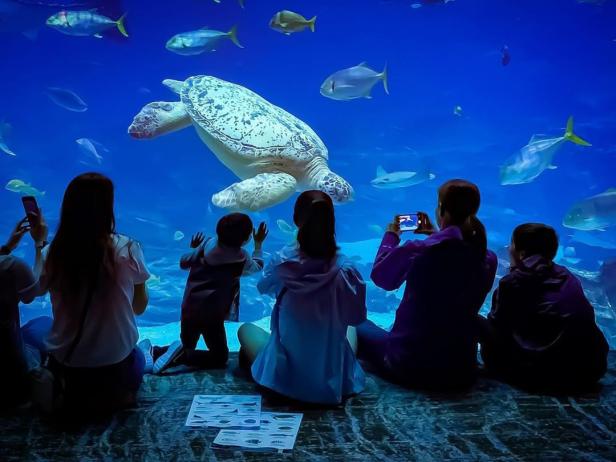 Georgia Aquarium in Atlanta, Georgia. Photo by @followgreg