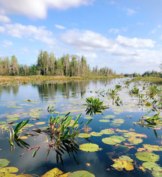 View of the water in the Okefenokee Swamp with trees in the background