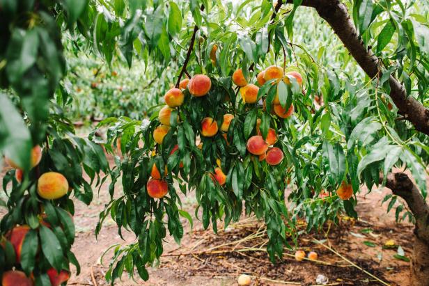Peaches at Pearson Farm in Fort Valley, Georgia