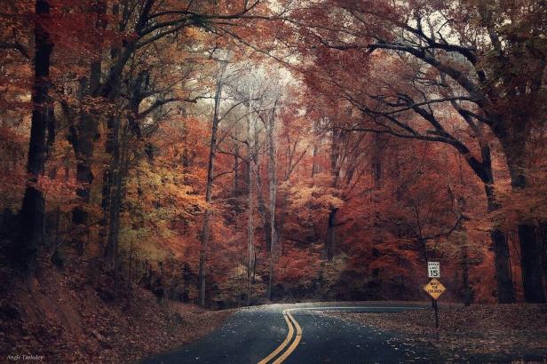Road in Indian Springs State Park in Jackson, Georgia. Photo by Angie Tanksley, @angie_tanksley