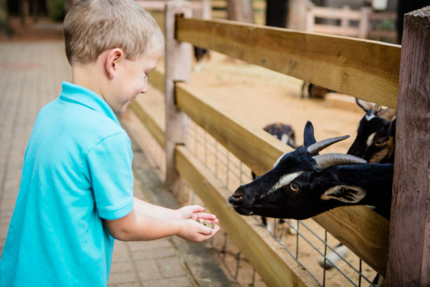 Child feeding animals at petting zoo at Chehaw Park in Albany, Georgia