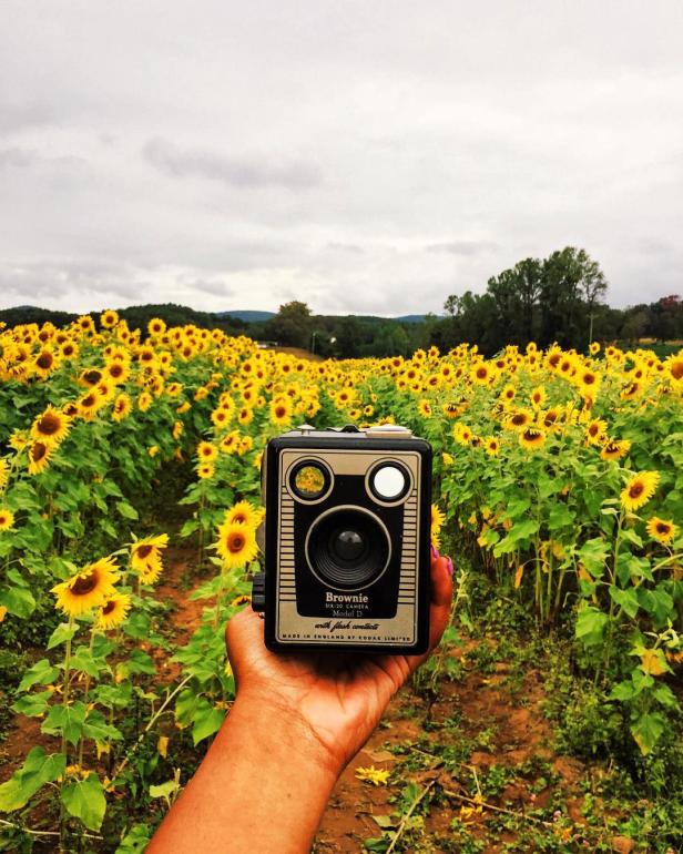 Person holding a camera at Fausett Farms Sunflowers in Dawsonville, Georgia. Photo by @jfrink1