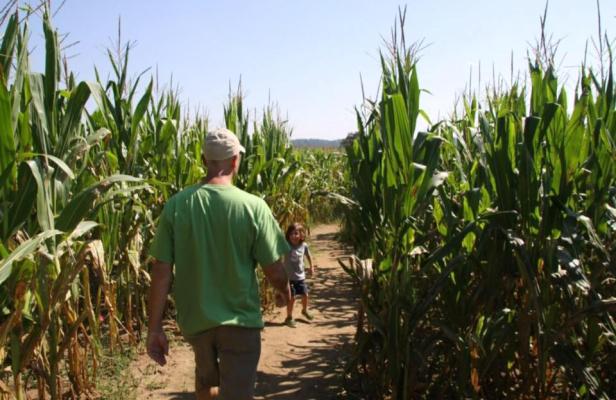 Corn maze at Steed's Dairy in Grovetown, Georgia