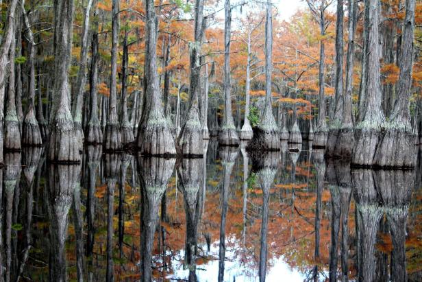 On the water at George L. Smith State Park in Twin City, Georgia. Photo by Mill Pond Kayak
