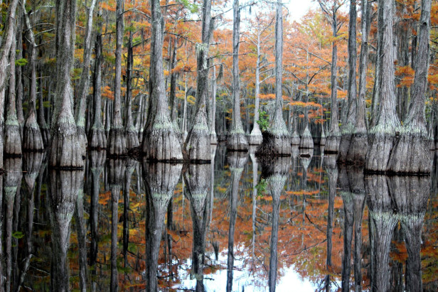 On the water at George L. Smith State Park in Twin City, Georgia. Photo by Mill Pond Kayak