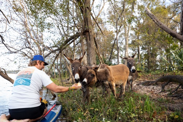 Kayaker feeds donkeys on Stallings Island in Augusta, Georgia