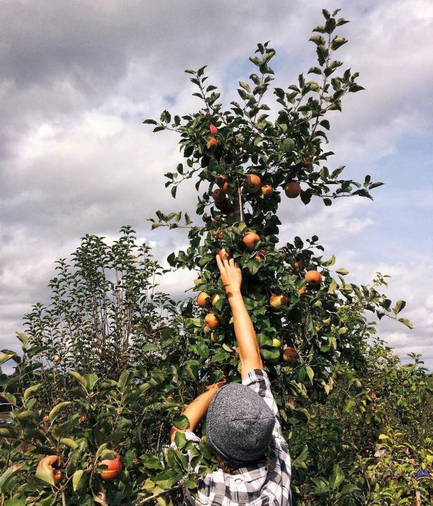 Person picking apples at Mercier Orchards in Blue Ridge, Georgia