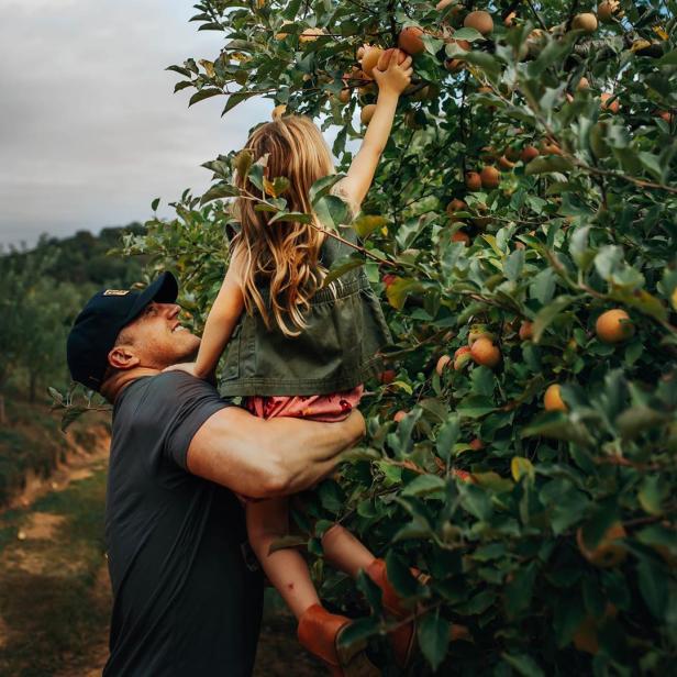 Father and daughter picking apples from a tree in an orchard.