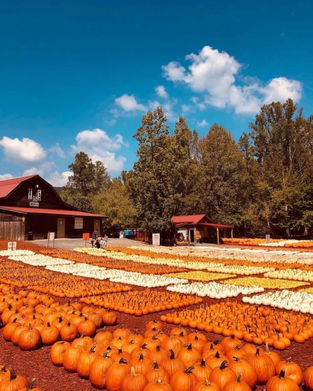 Pumpkins at Burt's Farm in Dawsonville, Georgia. Photo by @samrturnage