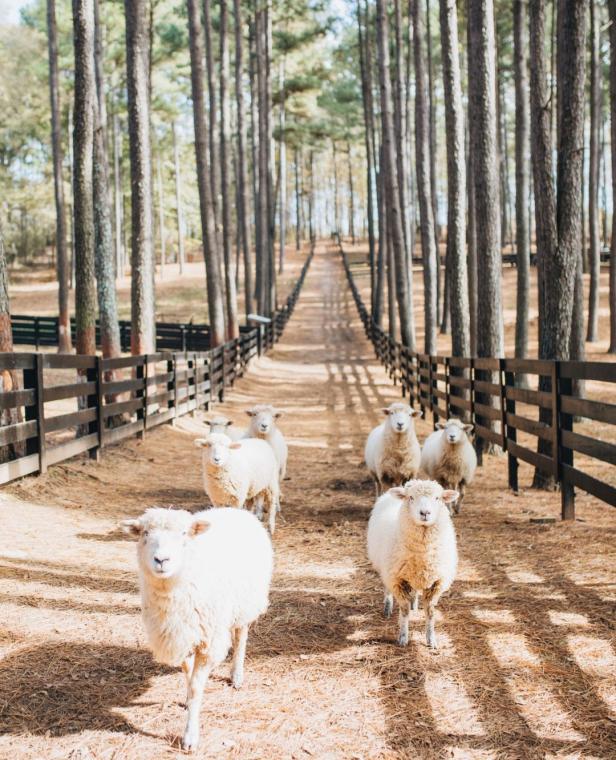 Sheep at Serenbe in Chattahoochee Hills, Georgia. Photo by @dashacrawfordphoto