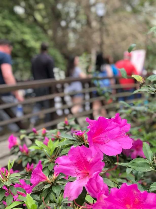 Neon-pink Azaleas blooming in Valdosta, Georgia at the Azalea Festival in Valdosta. There are people blurred out in the background admiring the scenery.