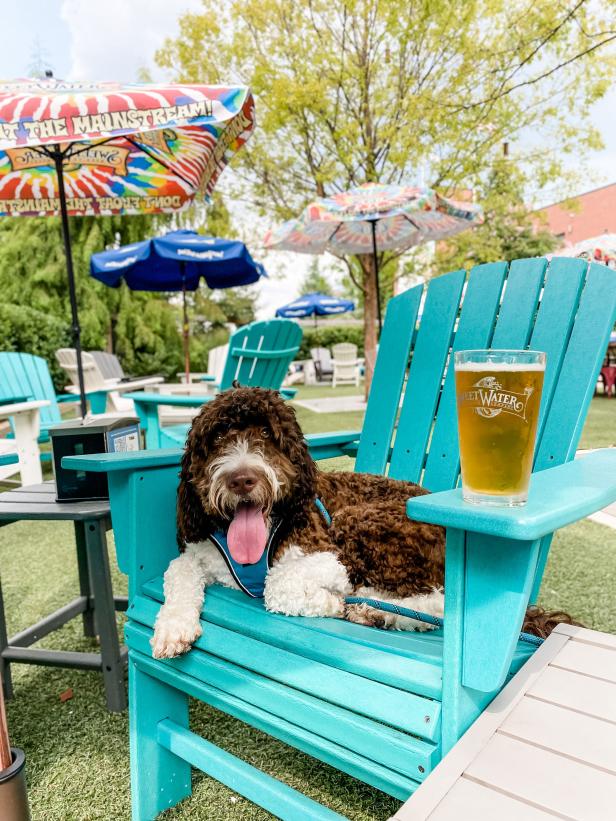 Dog sitting in a turquoise chair at Sweetwater Brewing Co. in Atlanta, Georgia