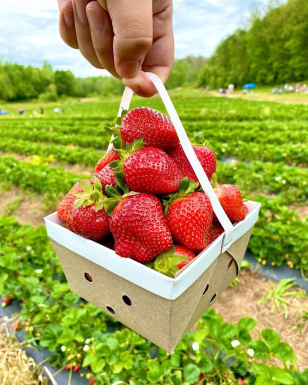 Hand holding a basket of strawberries at Mercier Orchards in Blue Ridge, Georgia. Photo by @thatgrady_foodie
