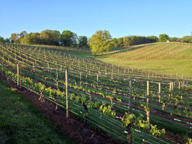 Three Sisters Vineyards