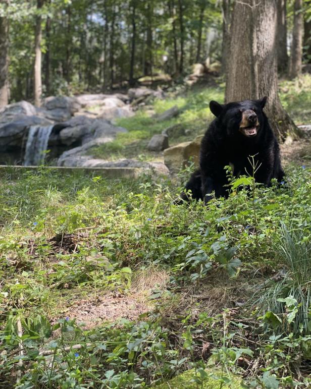 Black bear at the Yellow River Wildlife Sanctuary in Lilburn, Georgia