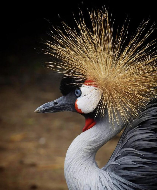 Exotic bird at the Georgia Untamed Zoo in Hogansville, Georgia