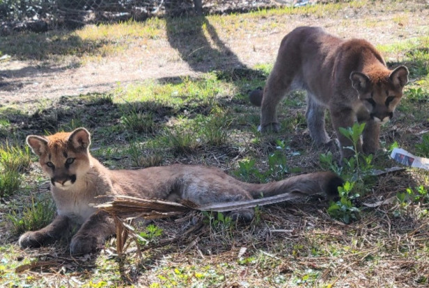 Cougar cubs at the Oatland Island Wildlife Center in Savannah, Georgia