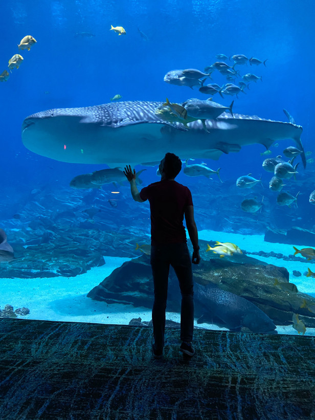 Man looking at sharks inside the Georgia Aquarium in Atlanta, Georgia. Photo by @mseeley