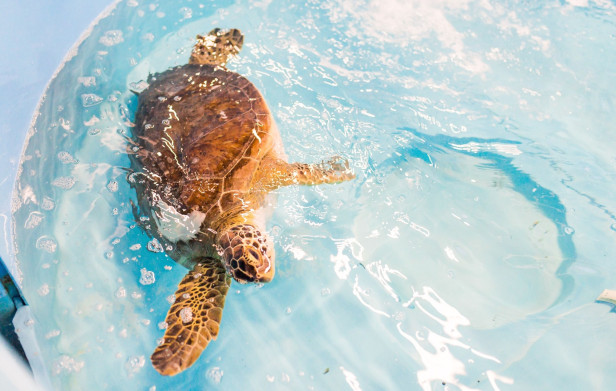 Sea turtle in the water at the Georgia Sea Turtle Center on Jekyll Island, Georgia