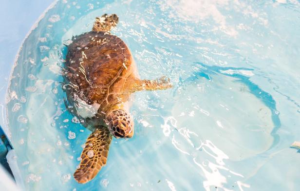 Sea turtle in the water at the Georgia Sea Turtle Center on Jekyll Island, Georgia