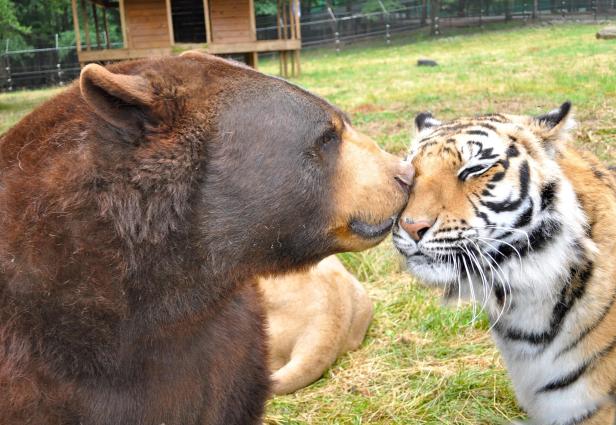 Bear and tiger in a sanctuary together in Locust Grove, Georgia