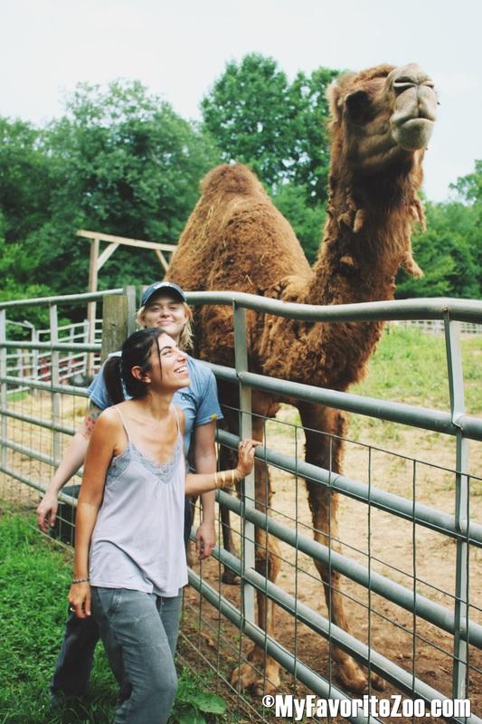 Two people standing outside next to a camel at North Georgia Wildlife Park in Cleveland, Georgia. Photo by North Georgia Wildlife Park