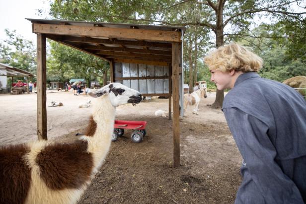 Person standing next to an alpaca at the Wild Adventures in Valdosta, Georgia. Photo by @benjamingalland