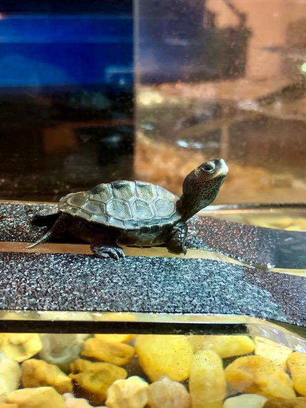 Baby turtle at the Tybee Island Marine Science Center on Tybee Island, Georgia