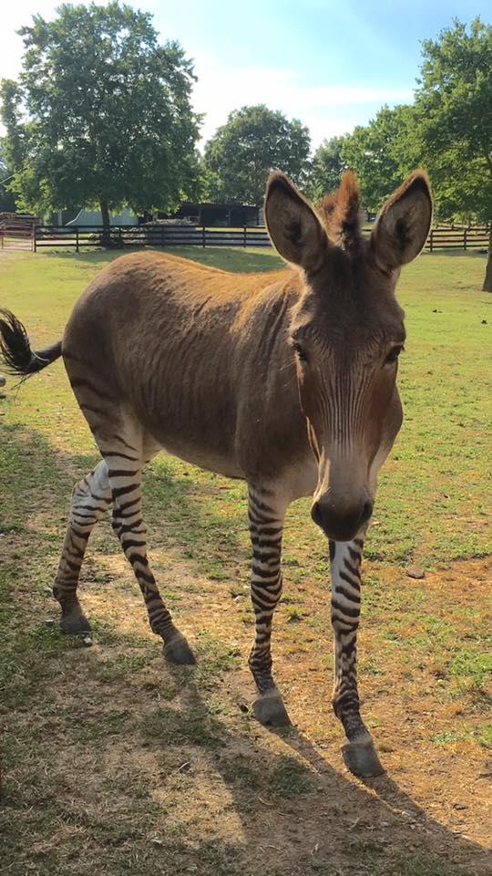 Zedonk (zebra-donkey hybrid) at Chestatee Wildlife Preserve in Dahlonega, Georgia