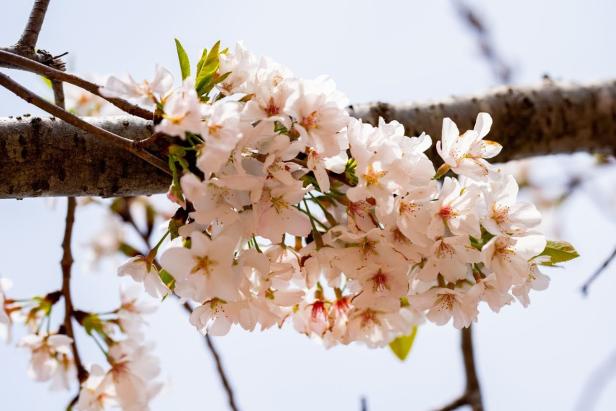 Cherry tree blossoms in Macon, Georgia