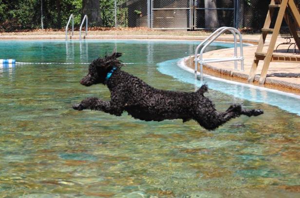 Poodle jumping into pool at F.D. Roosevelt State Park in Pine Mountain, Georgia