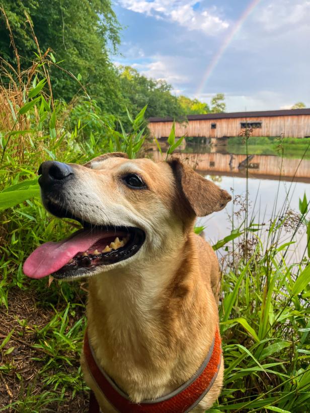 Dog near covered bridge at Watson Mill Bridge State Park in Comer, Georgia