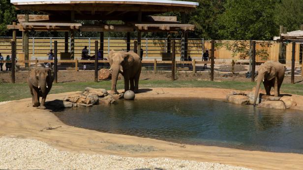 Elephants play at a zoo