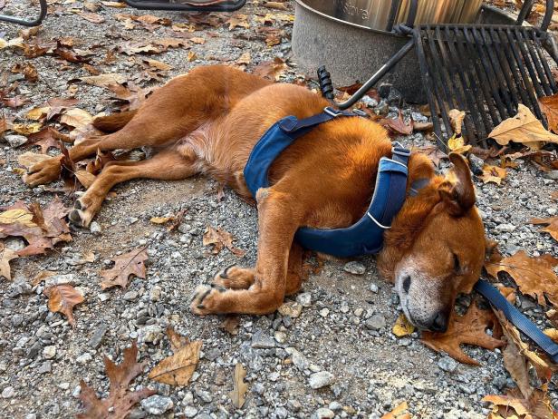 Dog taking a post-hike snooze by the campfire at Red Top Mountain State Park in Acworth, Georgia. Photo by @kayakjeff7