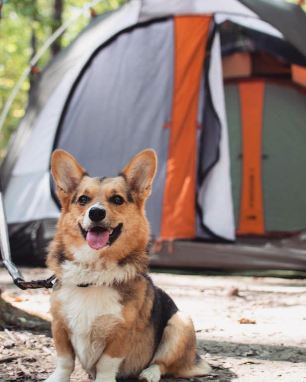 Dog-friendly camping at Georgia State Parks