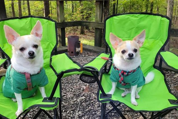Two dogs in camp chairs at Georgia State Parks