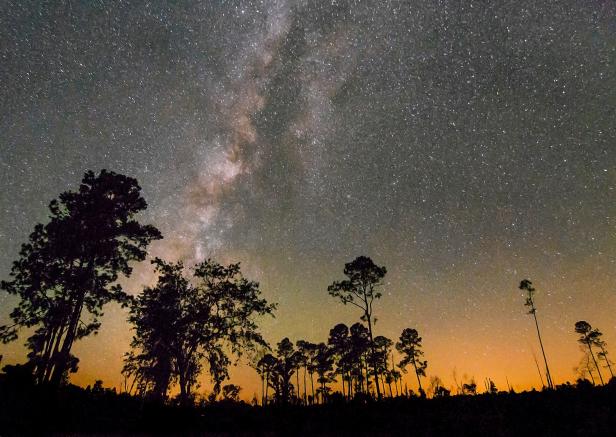 A starry sky surrounds talk trees at dusk