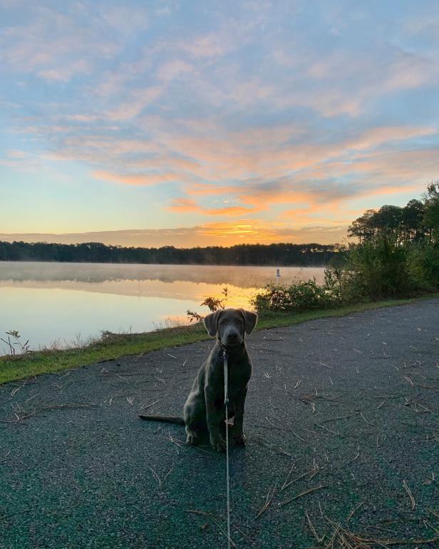 Dog sitting by the water at Laura S. Walker State Park in Waycross, Georgia