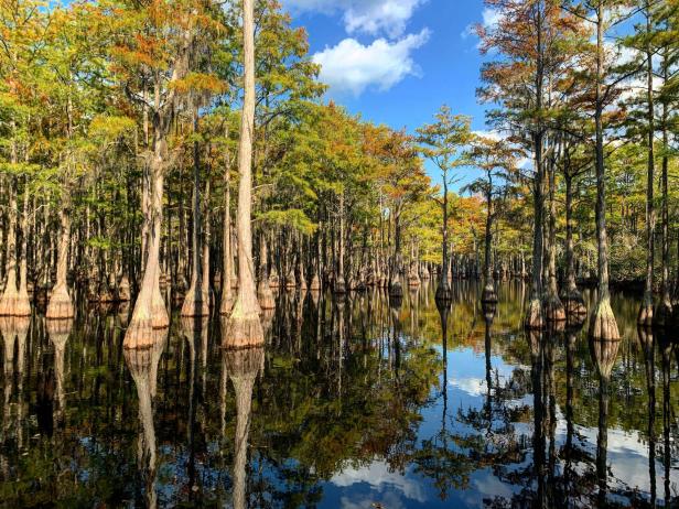Tall cypress trees line a colorful swamp