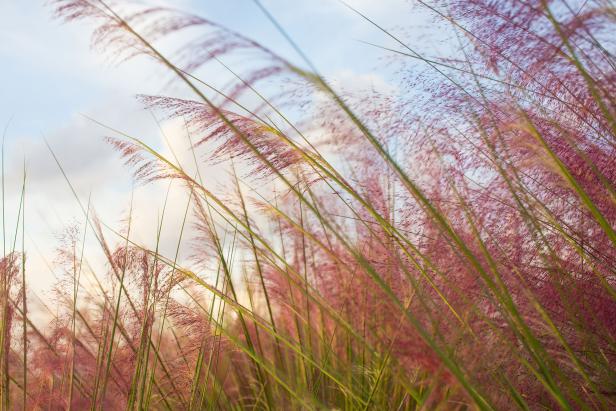 Muhly grass in the fall on Jekyll Island, Georgia