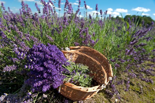 Basket of lavender at Twilight Lavender Farm in Watkinsville, Georgia